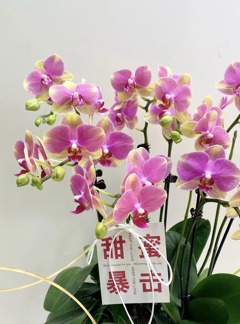 带剑【多彩蜜桃】2.8寸杯蜡质花型中大花，累计两单包邮