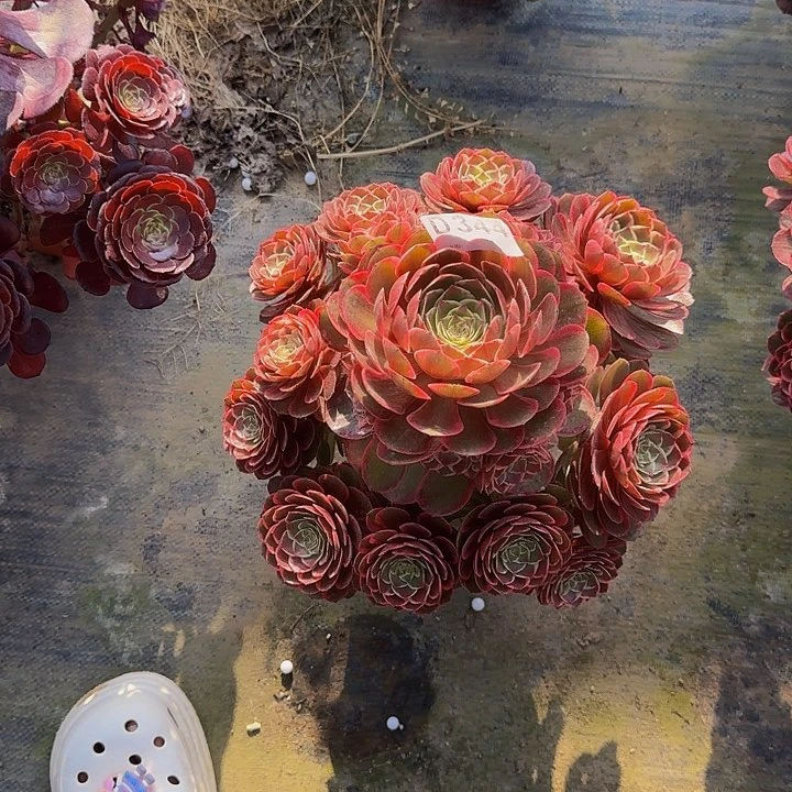 寂***念00000000344粉花妖