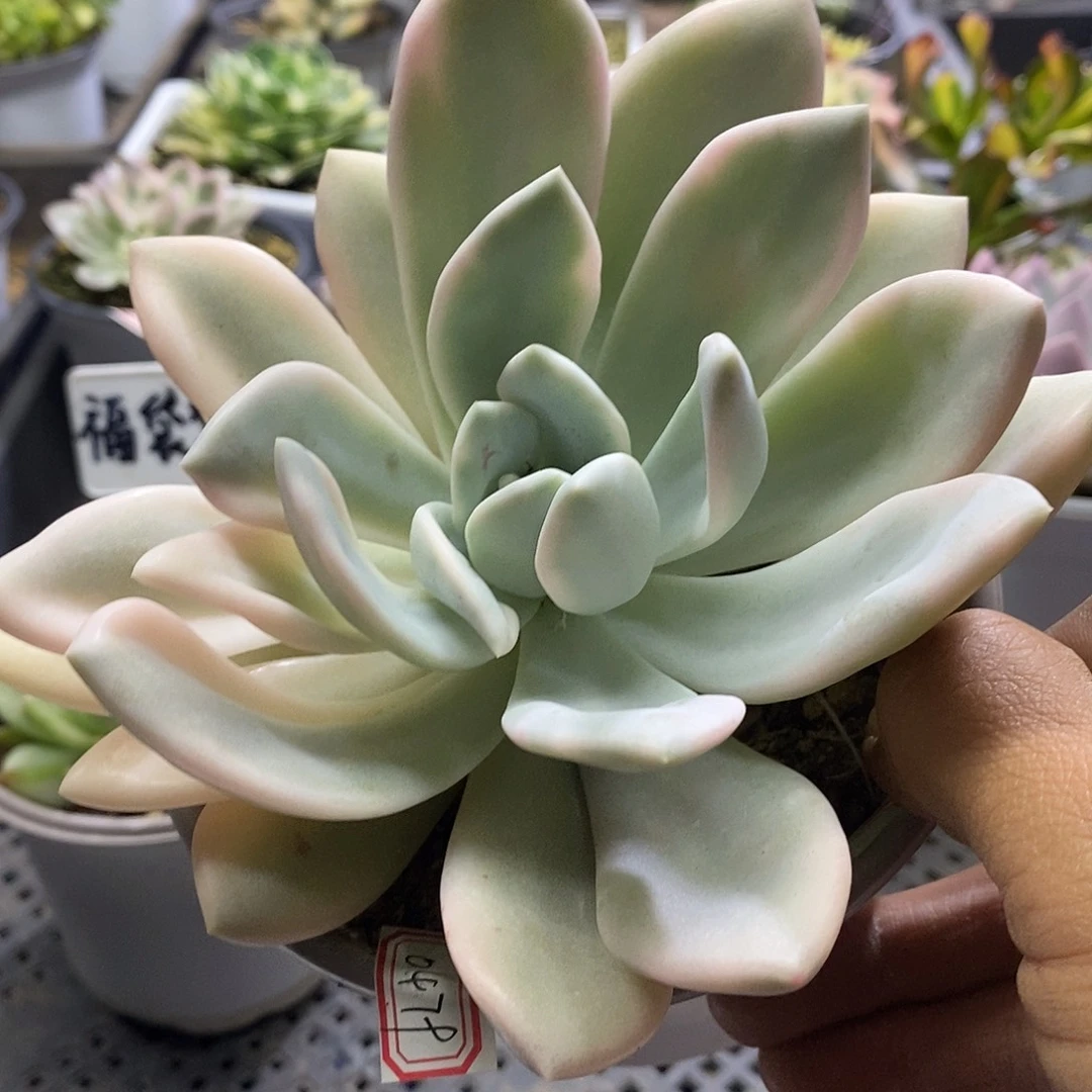 0479奥普腹轮多肉