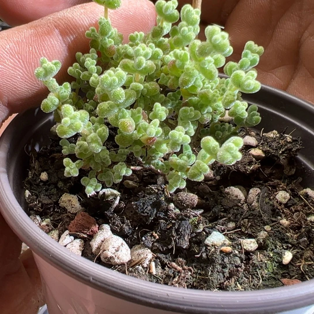 莱斯虎斑锦90杯老桩福利