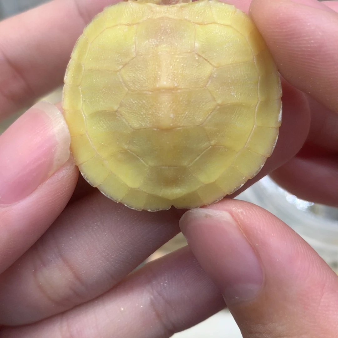 巴西彩龟母变异巴西龟