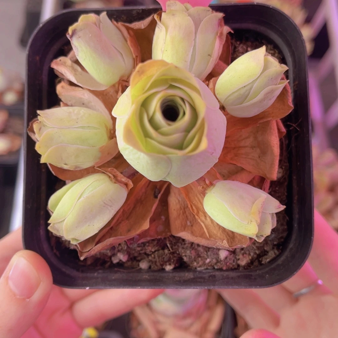 单品一物一拍408号