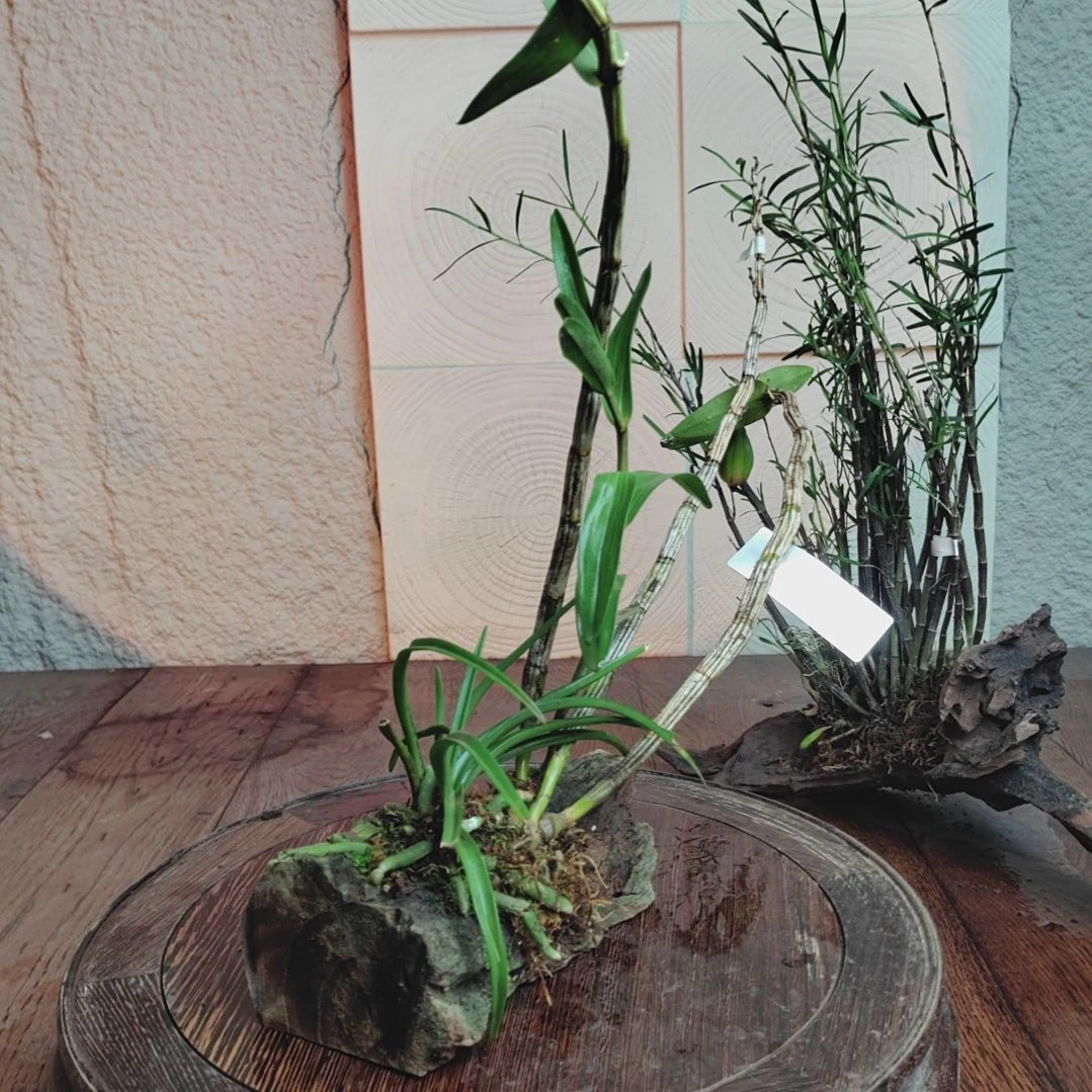 全部花朵761龙石斛，狐尾兰花卉