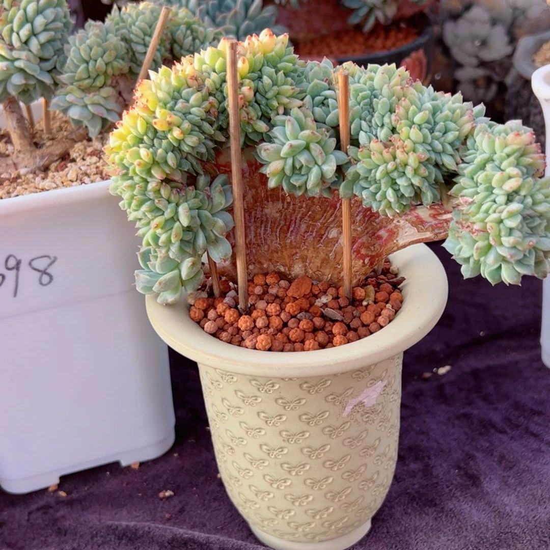 闪****里新年快乐啊宝宝我888888888