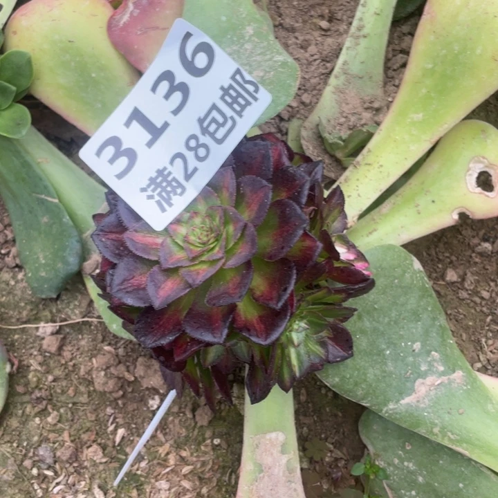 3136三号棚七彩多肉O