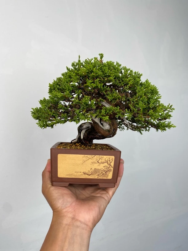 日本系鱼川真柏配王明莉盆