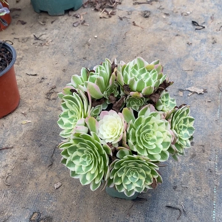 海王多肉植物038