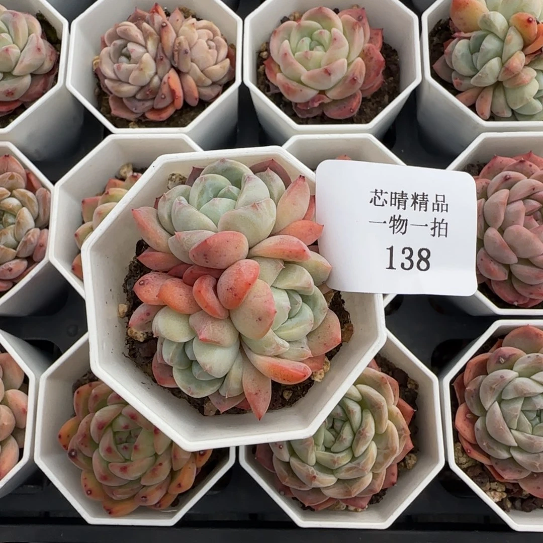 闪购精品多肉138号