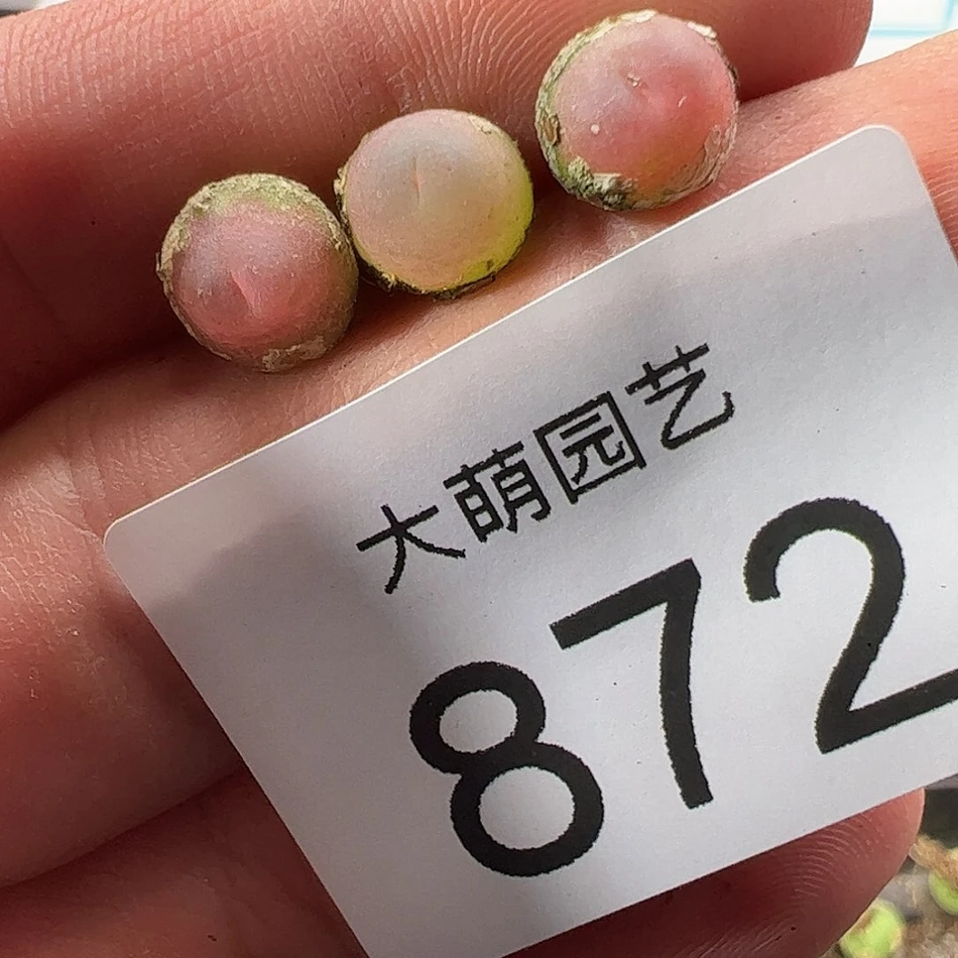 0000872 一物一拍……