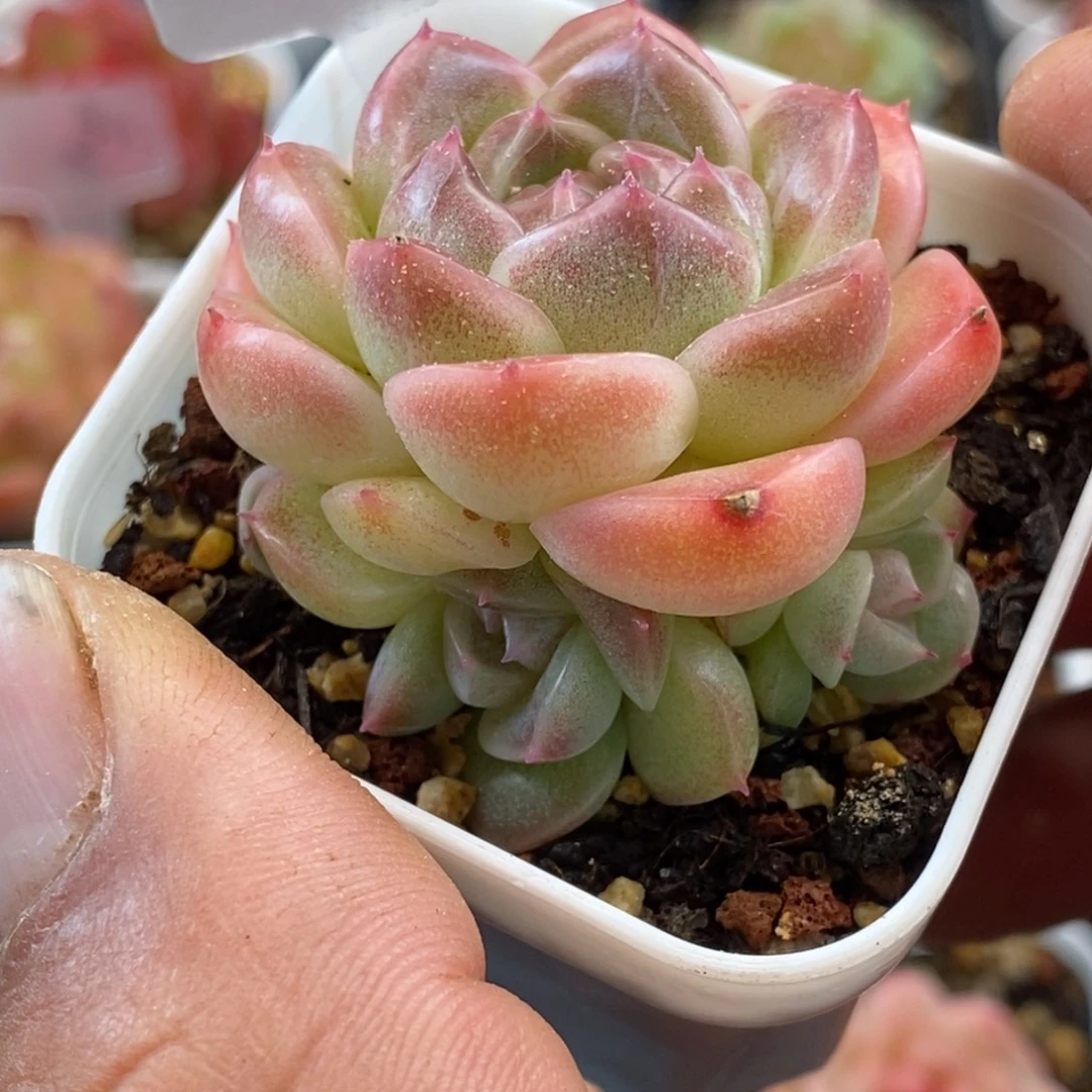 天官赐福百无禁忌