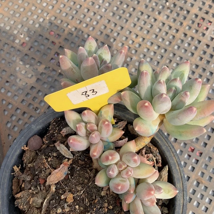 多日子合集72737277