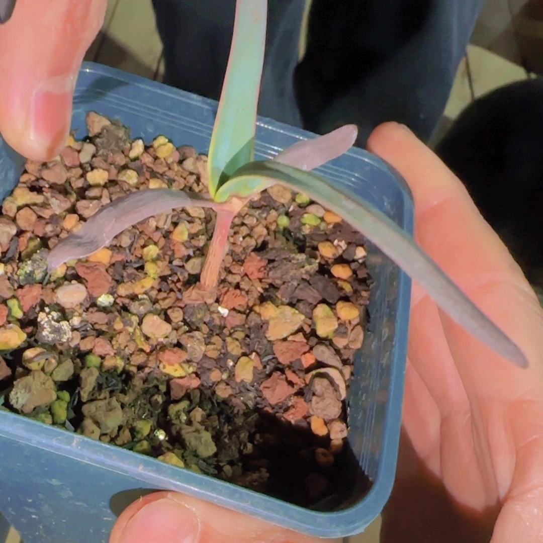 块根植物块根植物