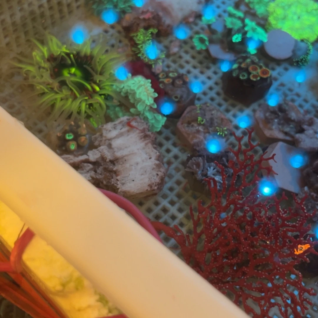 用***2纽扣珊瑚绿釉2➕绿石葵2