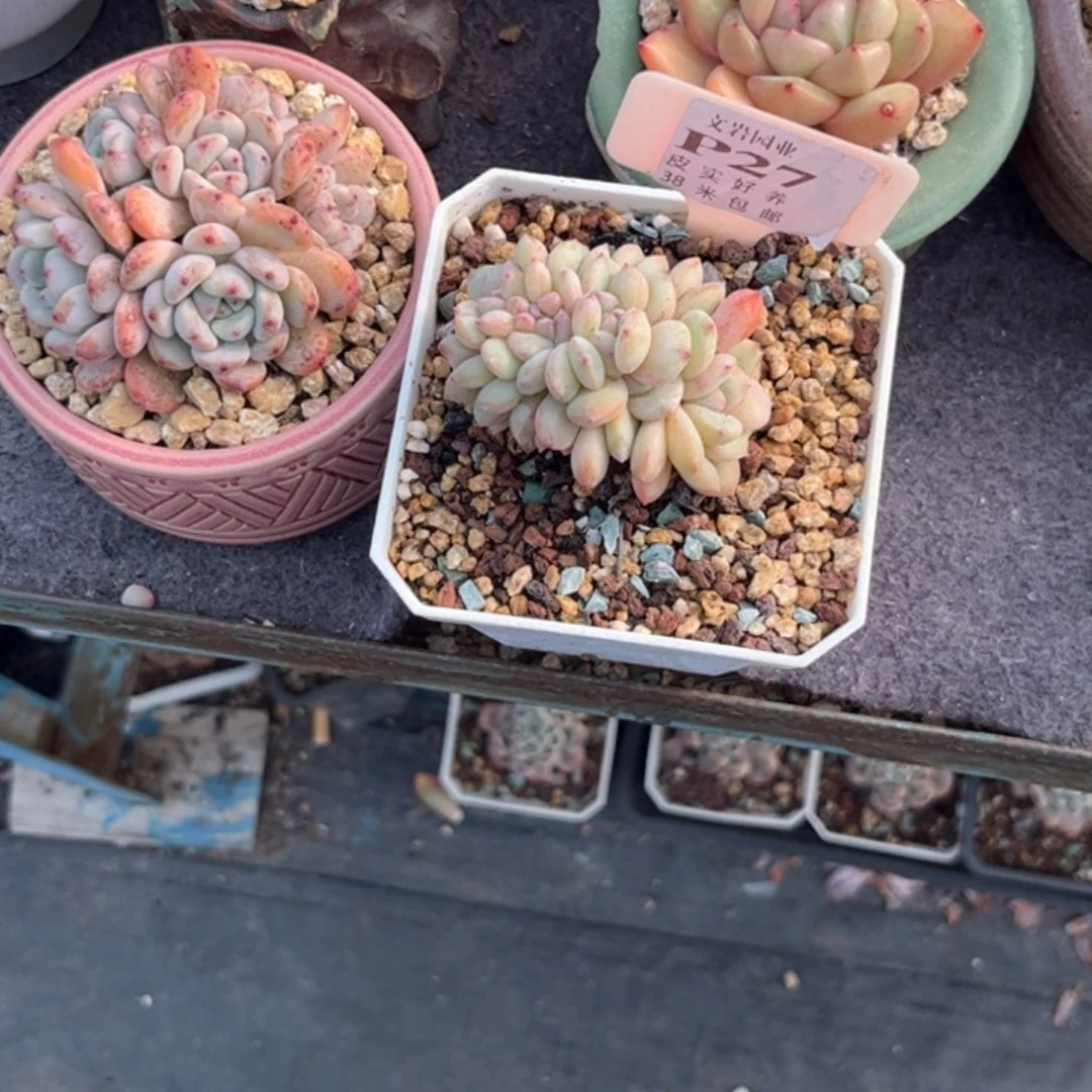 可***主多肉植物11111