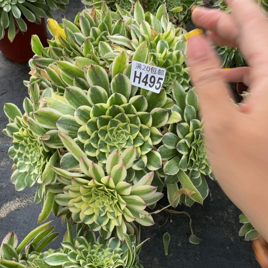 无花朵495多肉植物捧花的