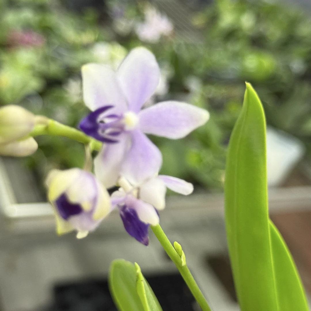 小茴紫蝴蝶兰稀有品花苗