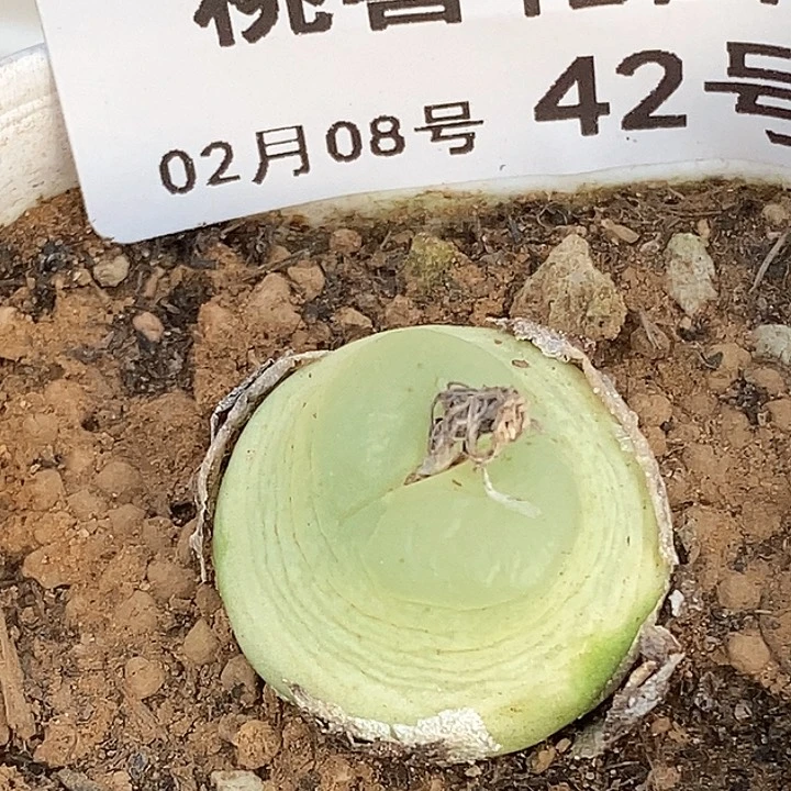 鸿****娘桃喜花园0208-42拉登