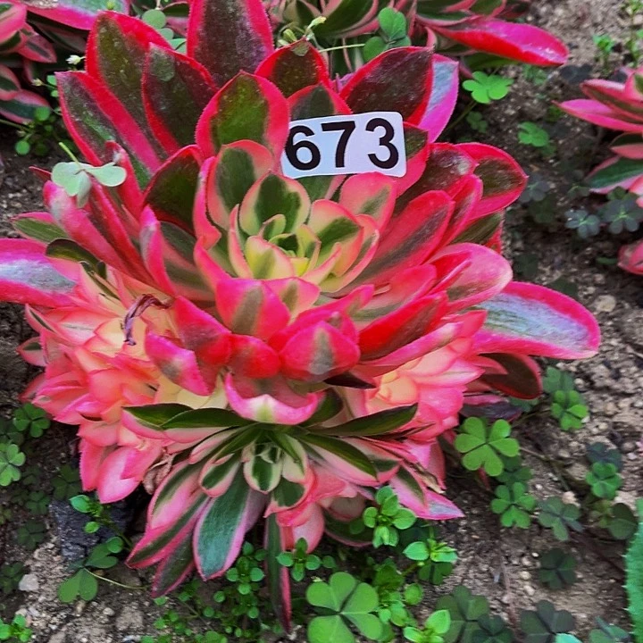 673女郎多肉植物处理不售后