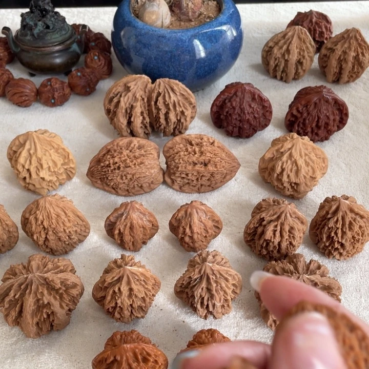 木瞌*虫秦岭老王核桃鸡心