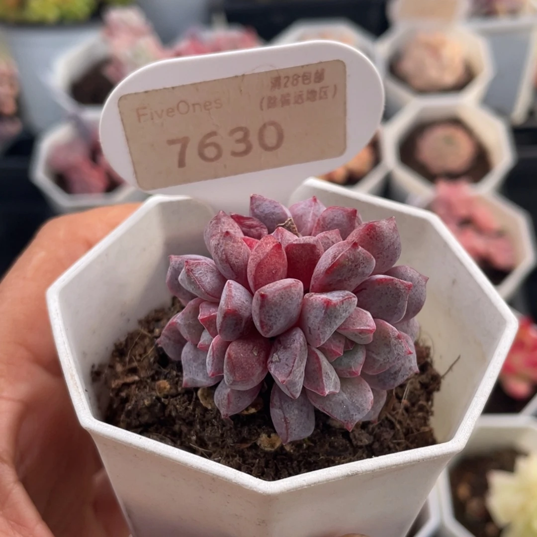 蓝宝石7630-4.0厘米