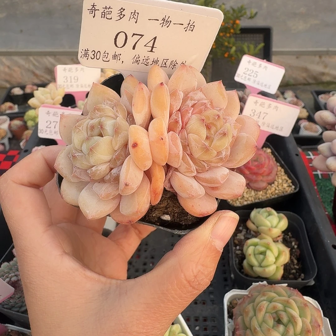 074 脱土 不包整 30元包邮非偏远