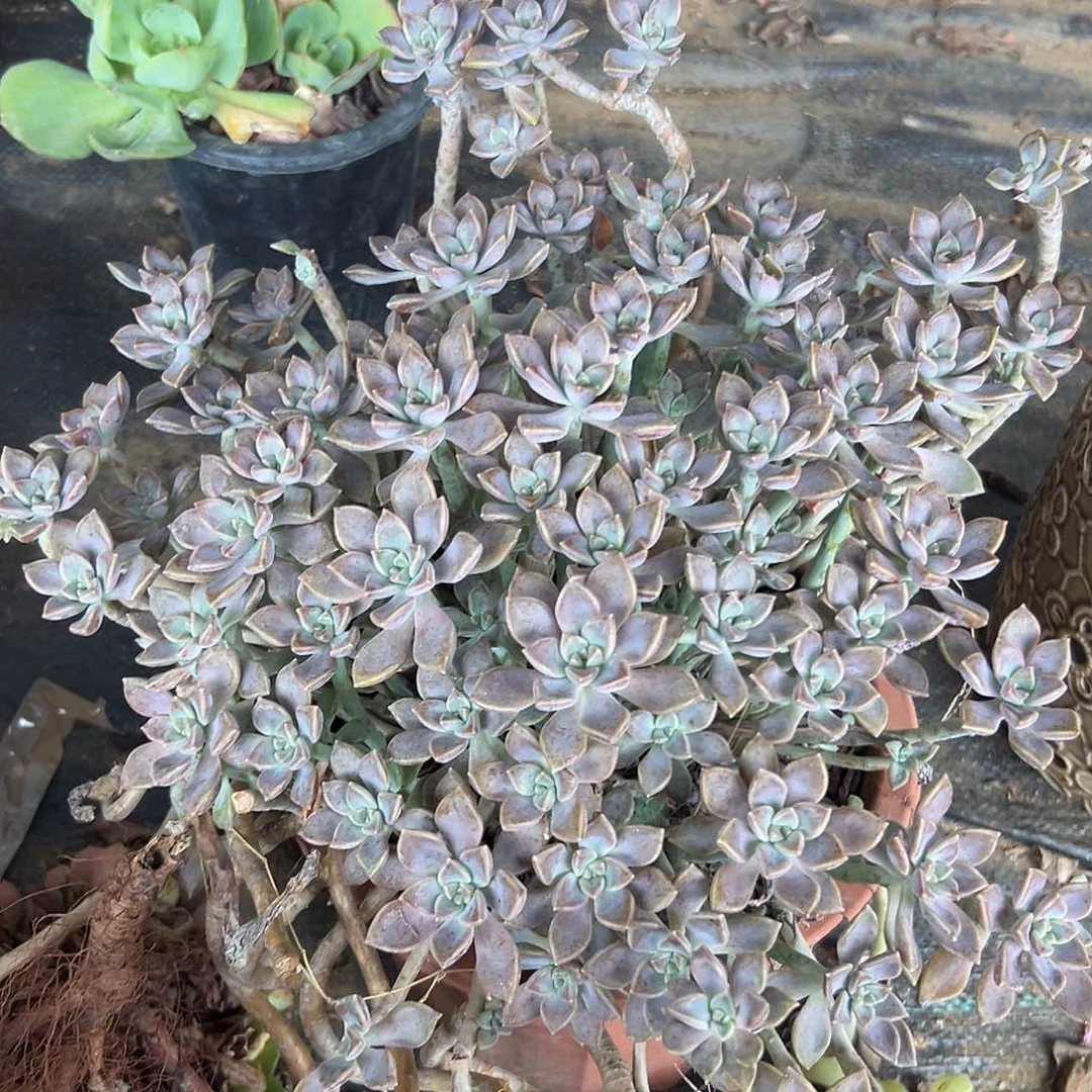 多肉植物阿伦培群