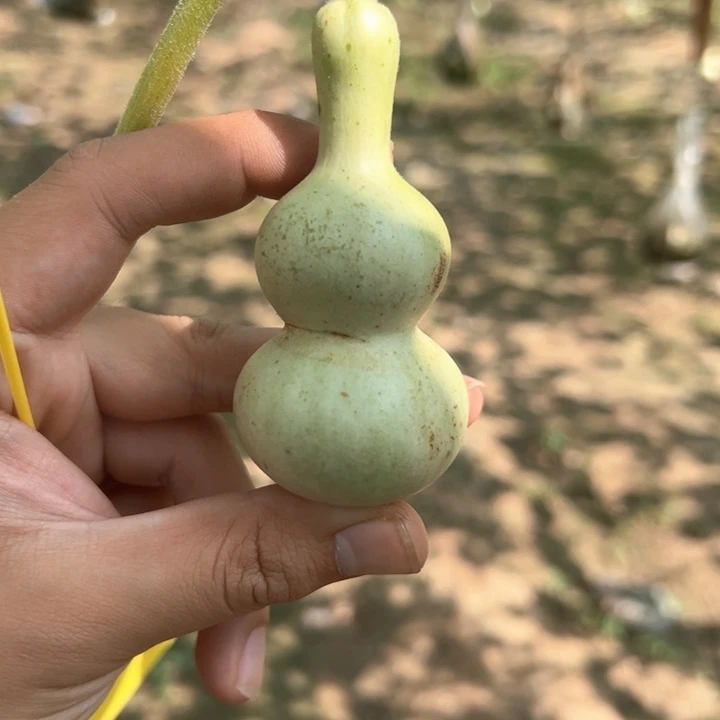 哝***哥葫芦葫芦葫芦葫芦