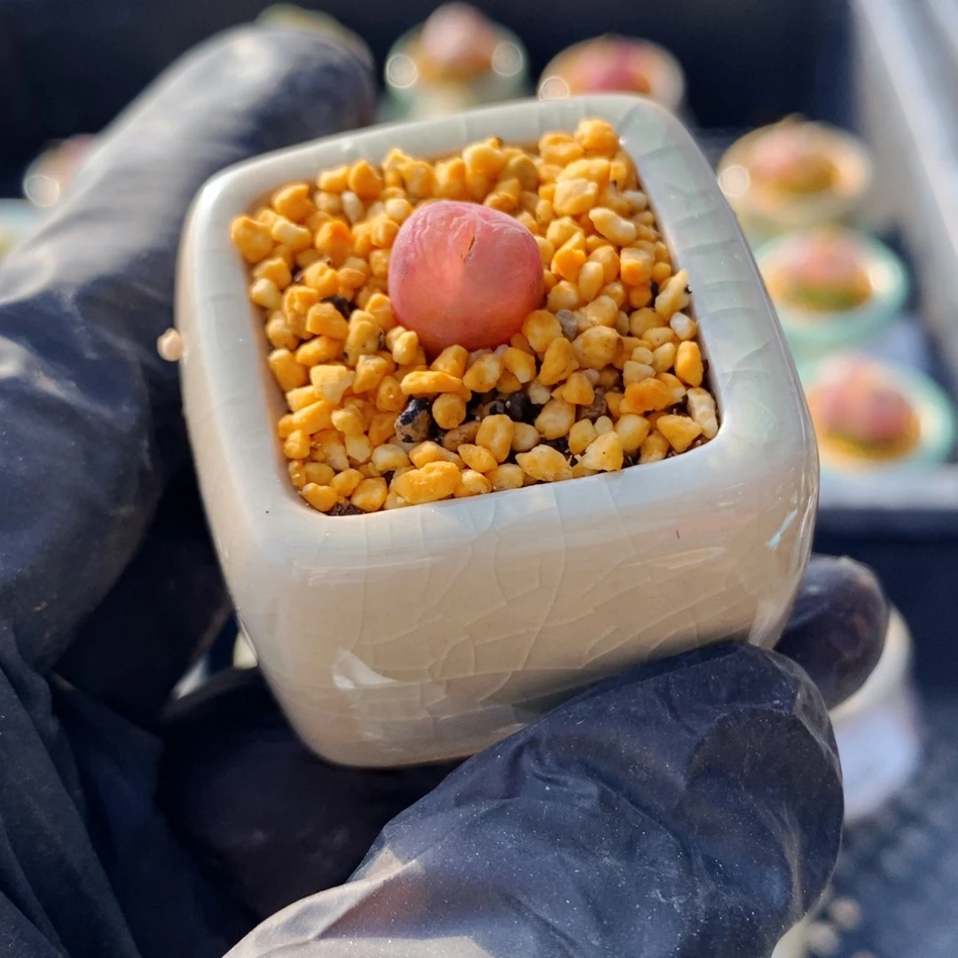 雨****4613--一物一拍 带盆 1797.93