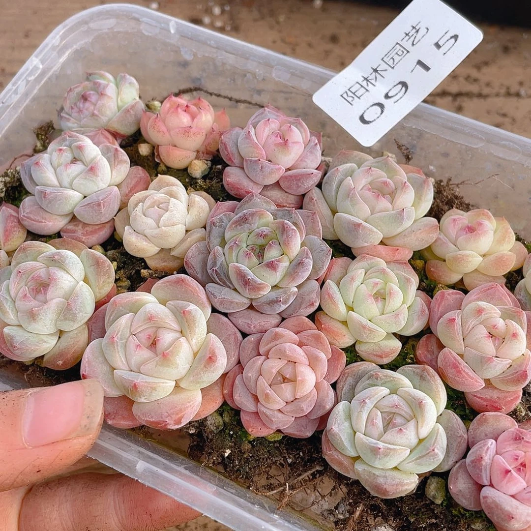 多肉植物多肉植物915