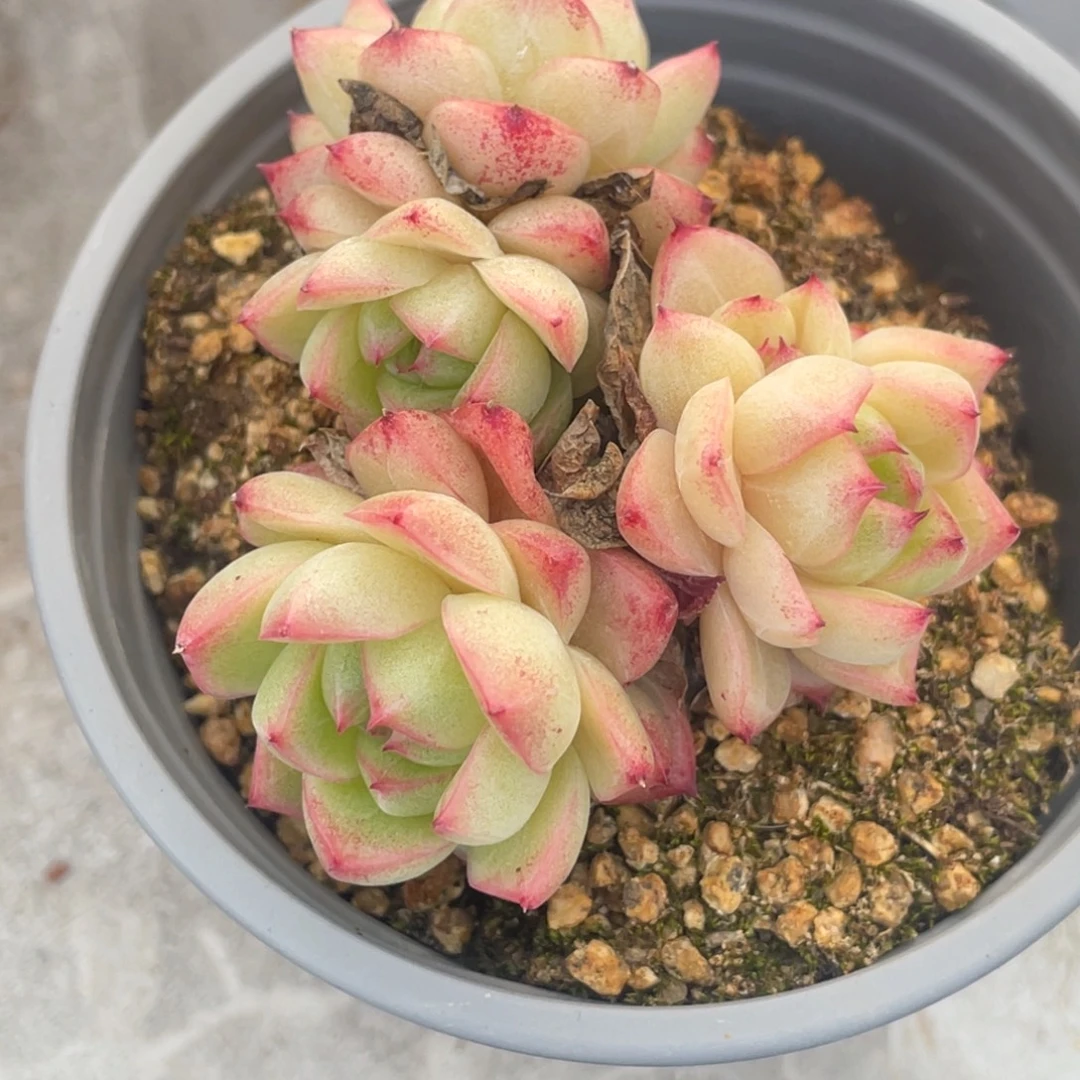 麦秆粉色群生满35包邮