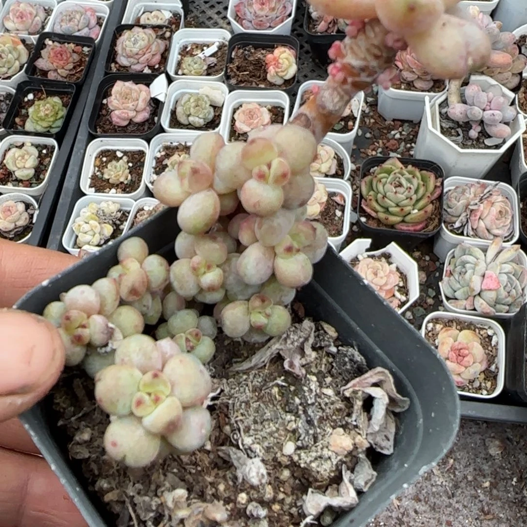 多肉小卡拉米糖心一物一拍