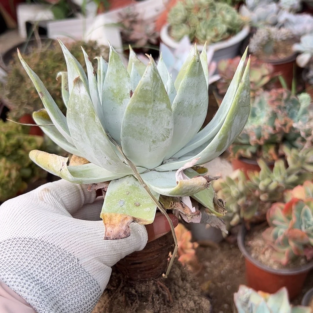 多肉植物老庄雪山