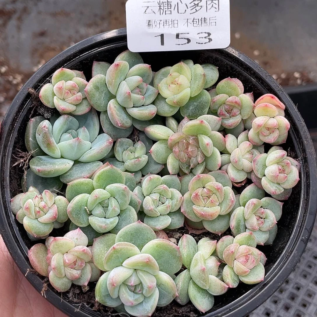 云糖心多肉植物153