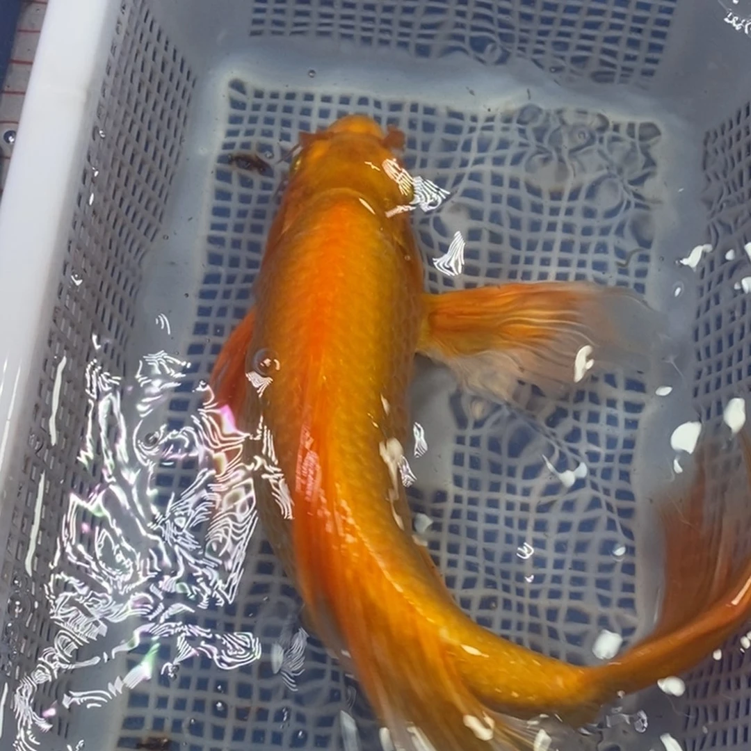 锦鲤冷水锦鲤包邮