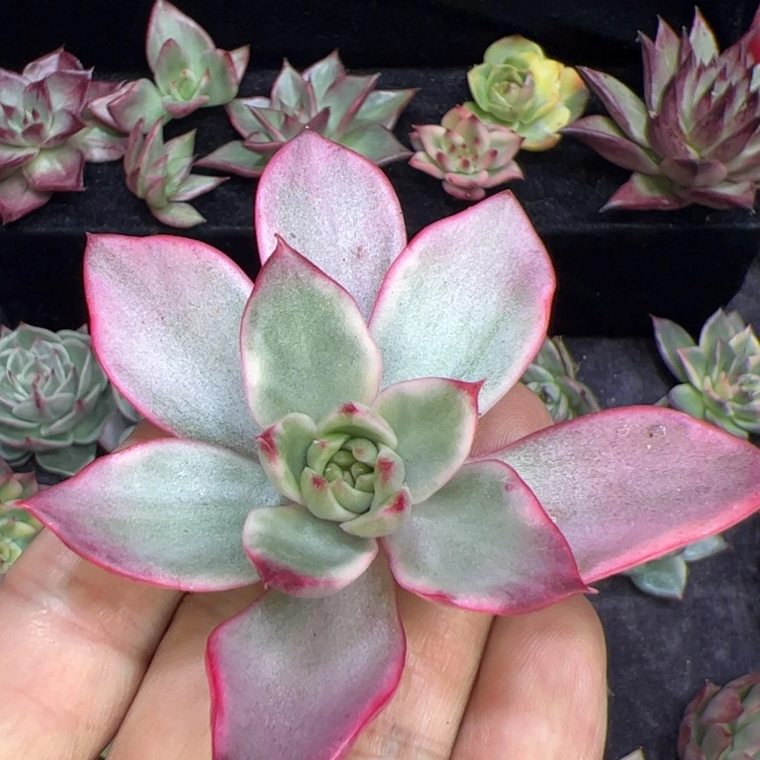 彩锦，多肉植物组合