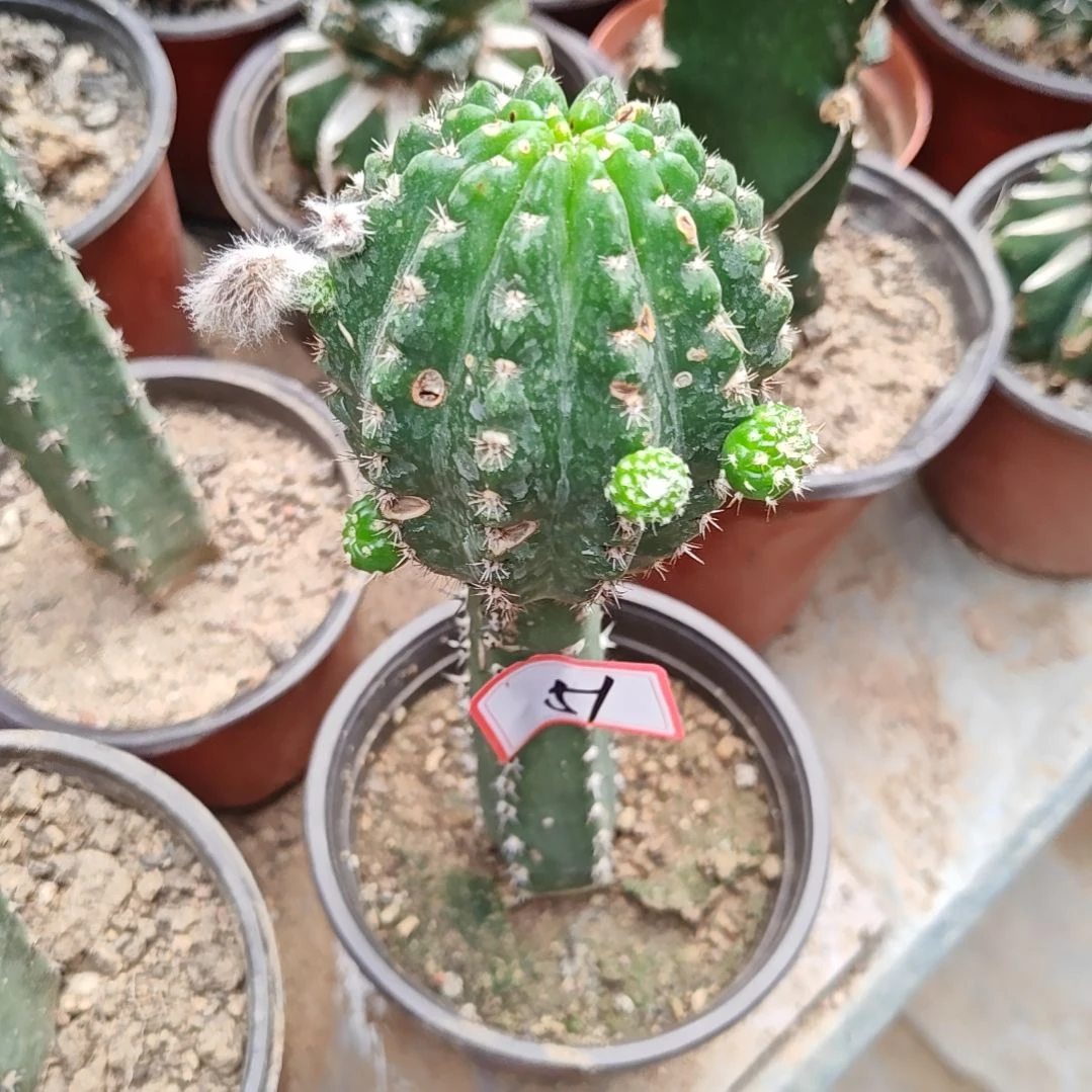 ****）丽花辣舞秀普嫁接大有干疤51