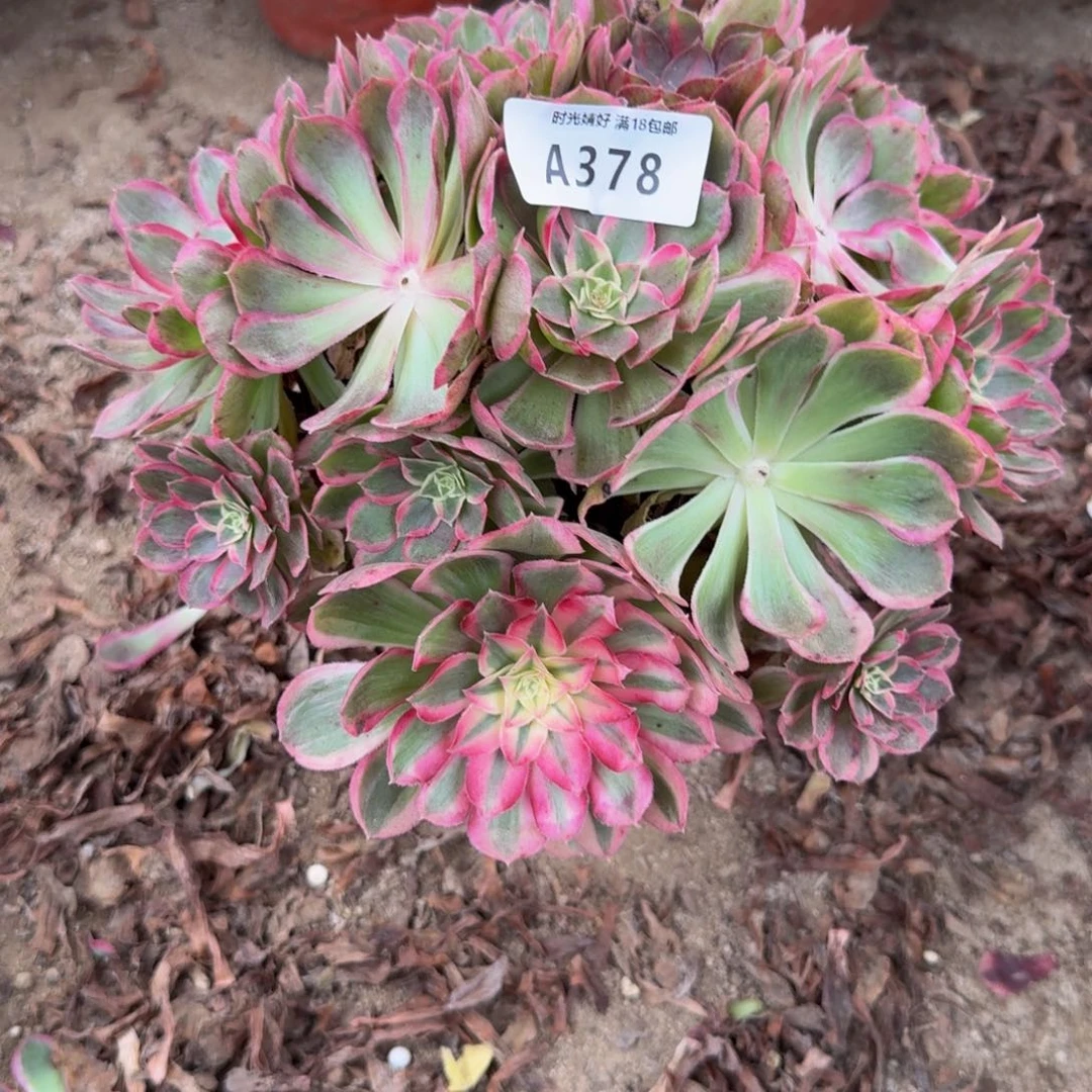 378孔雀翎有伤 多肉植物