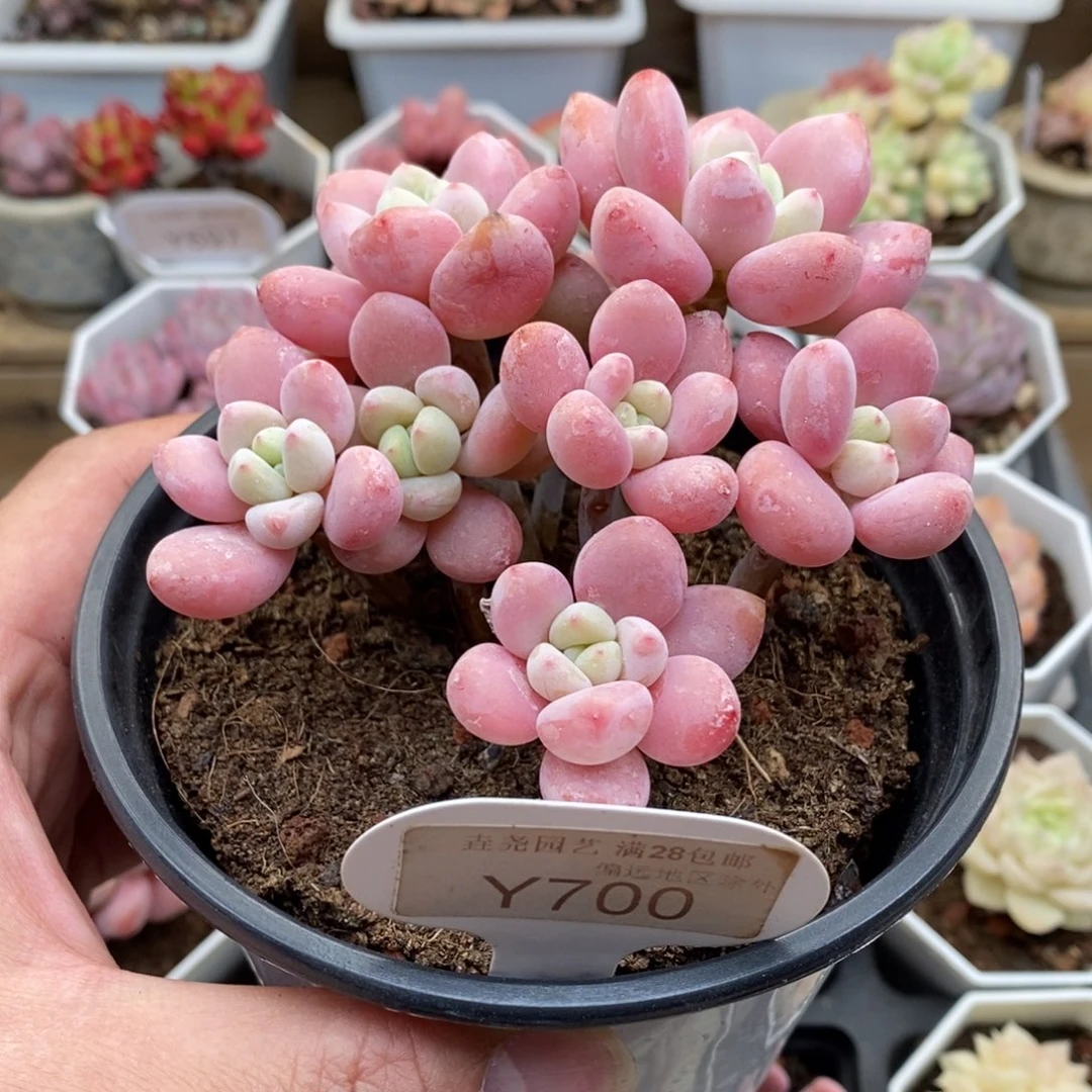 王*芬0700樱花洛神9厘米