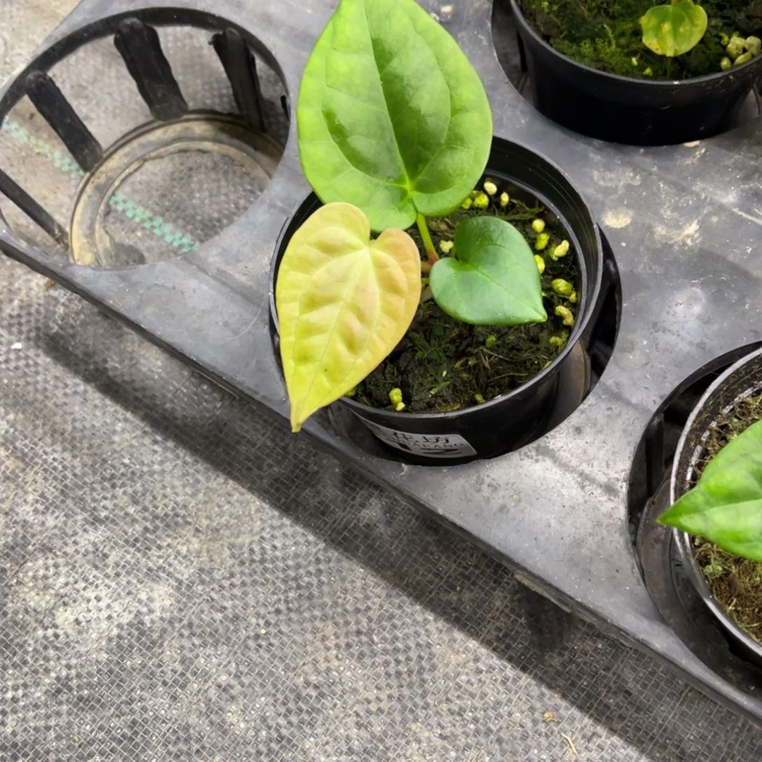 杨****无花朵         912花烛不包售后