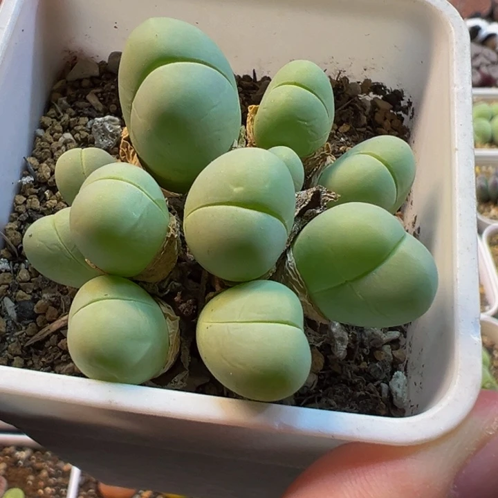785多肉植物种类多样