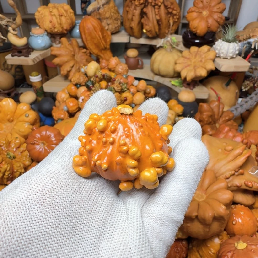 养**羊特价葫芦不退不换