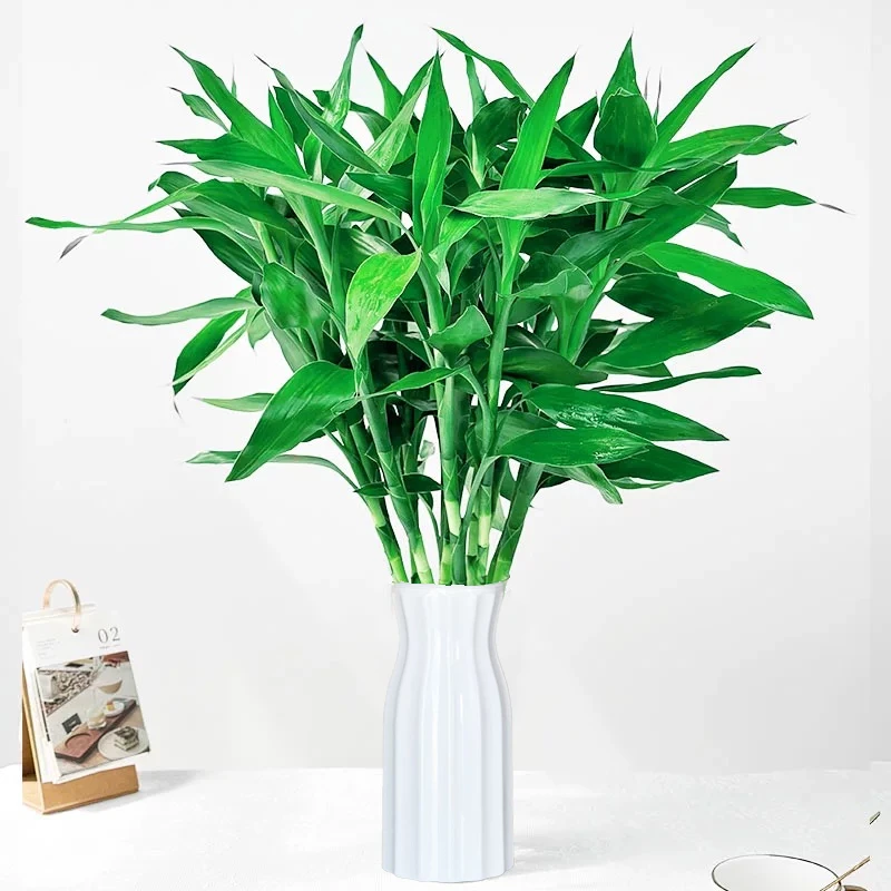 带挂件富贵竹水培植物办公室客厅花卉绿植花水养节节高