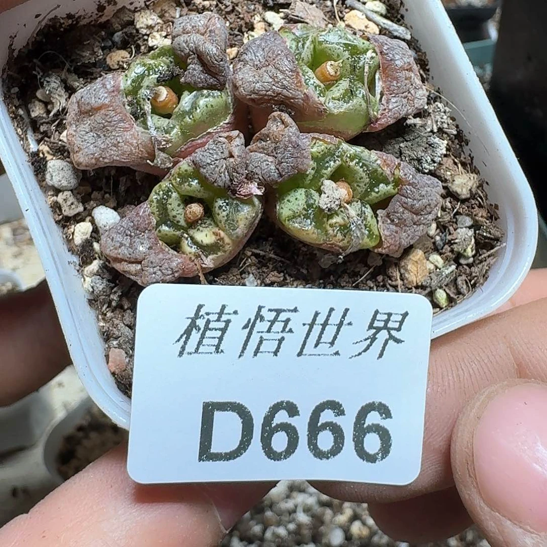 666盒多肉植物哇c v