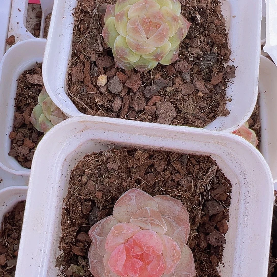 小鼻嘎精品珍妮组合2颗