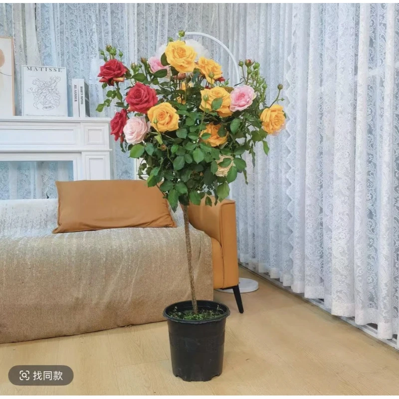 顺丰发货【加高1米1到1米3】多色月季花棒棒糖四季开花2-6色带花苞