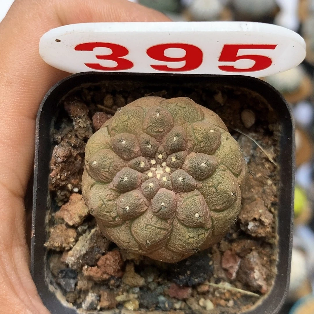 395自根萝卜根蜥蜴皮