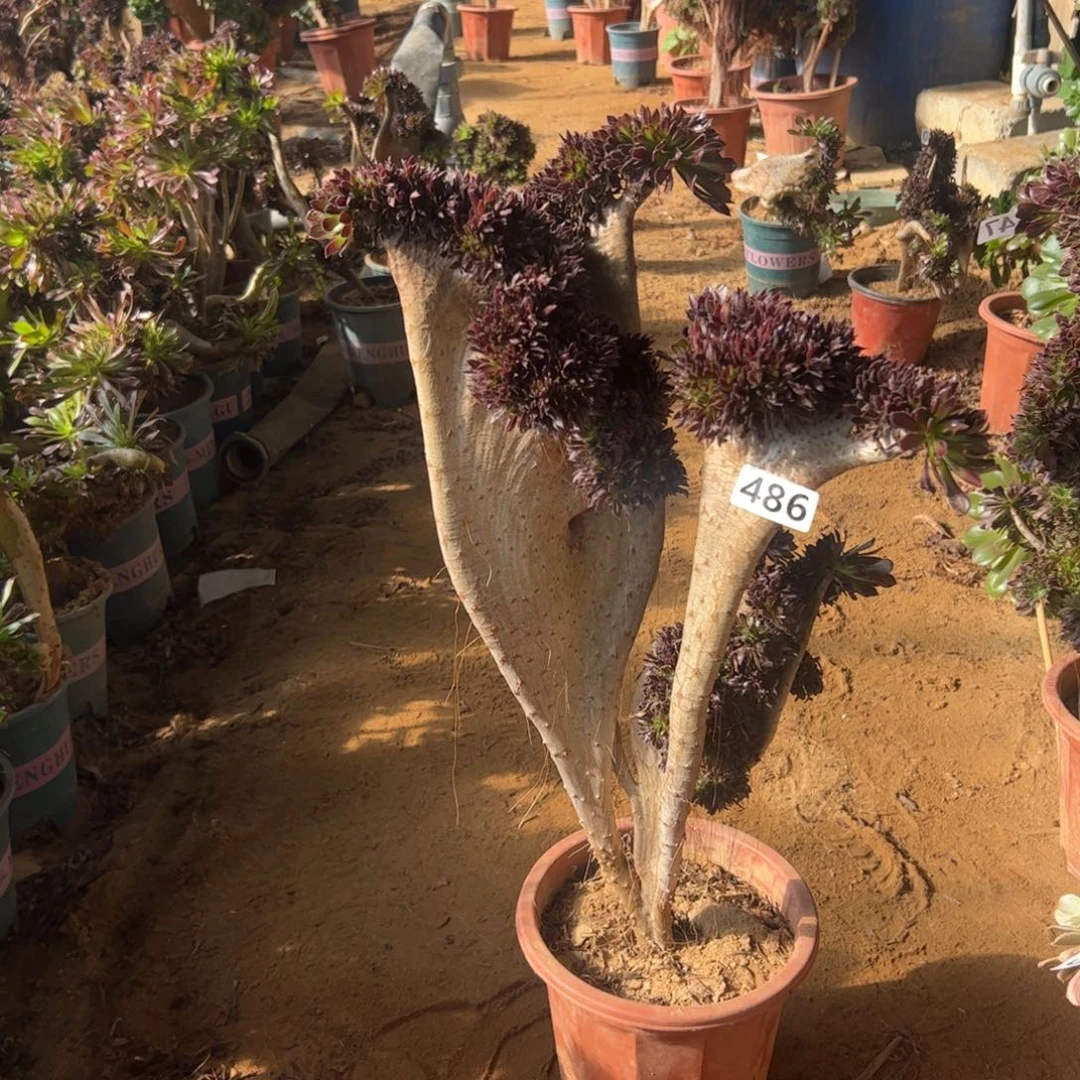 海***鸥微瑕疵黑缀486高度52