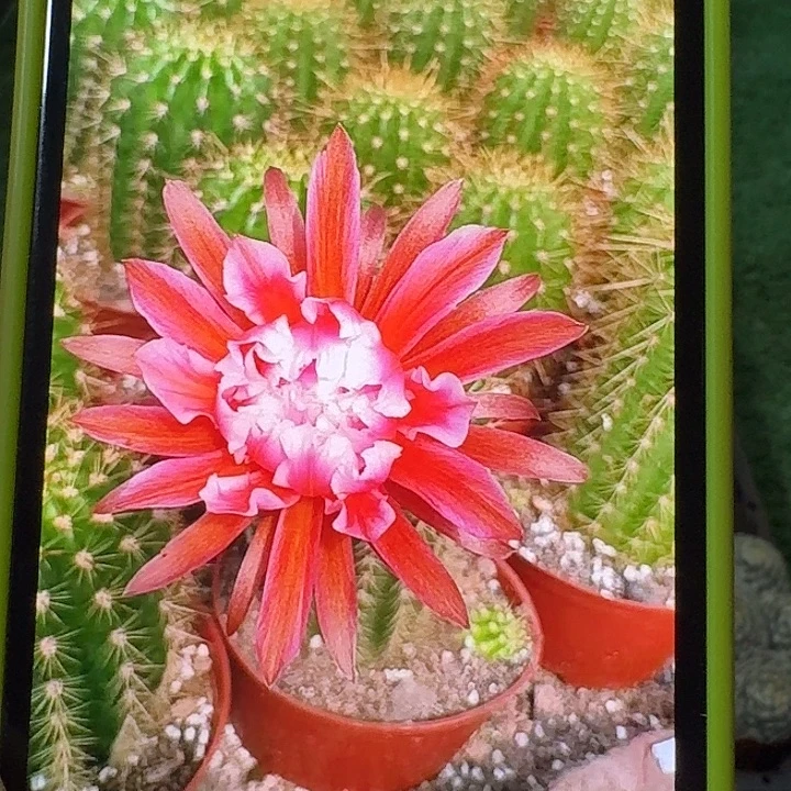 毛花柱城堡，有根，尺寸以直播间看到的为准，偏远地区不包邮！