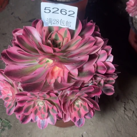 女巫多肉的5262多肉