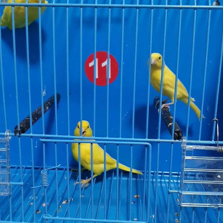 虎皮鹦鹉淇**逑黄彩雀一对